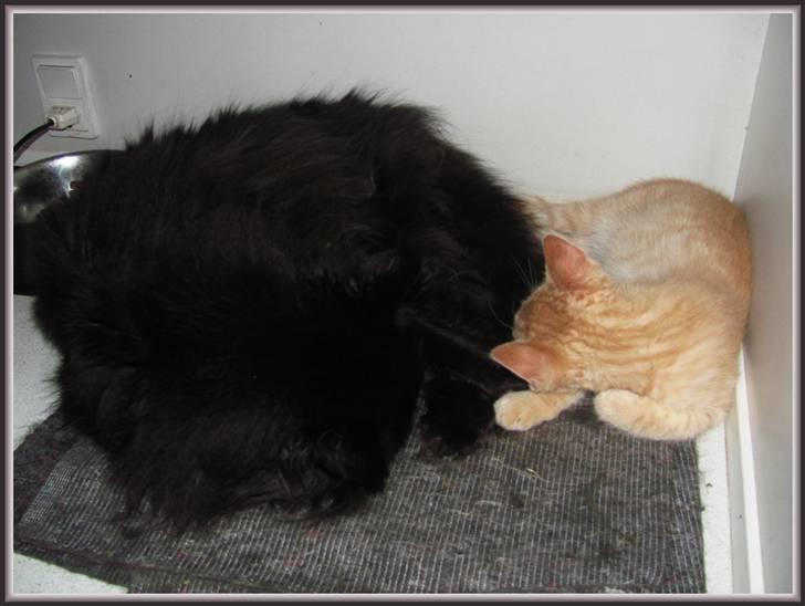 Huskat Charlie (Himmelkat) - Min dejlige "bror-mand" og sovekammerat billede 13