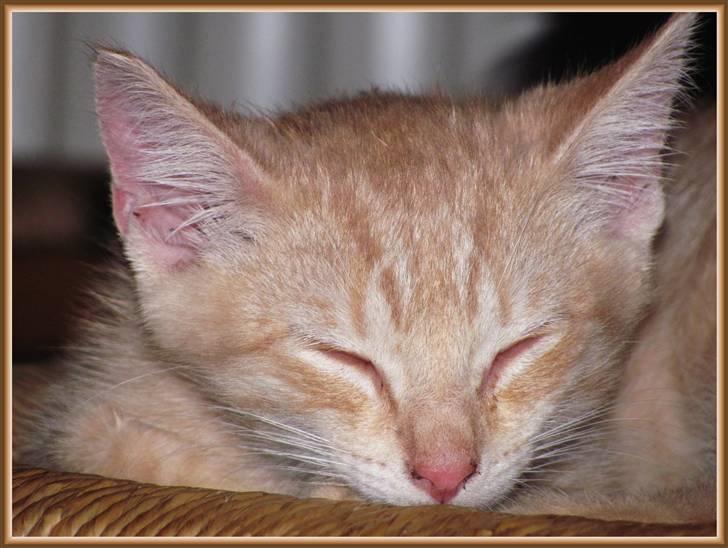 Huskat Charlie (Himmelkat) billede 14