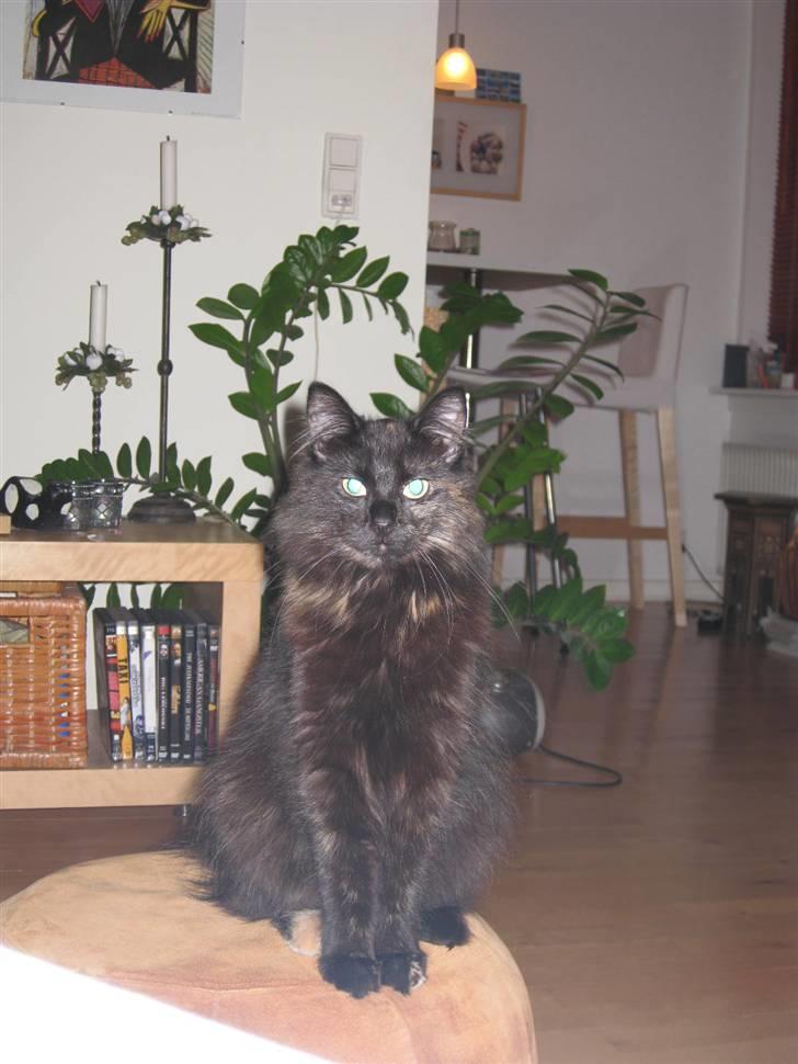 Norsk Skovkat Misser billede 1