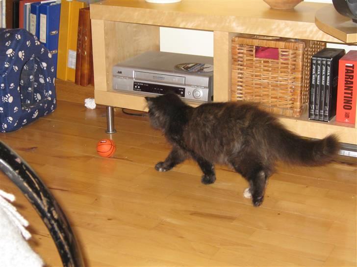 Norsk Skovkat Misser billede 4