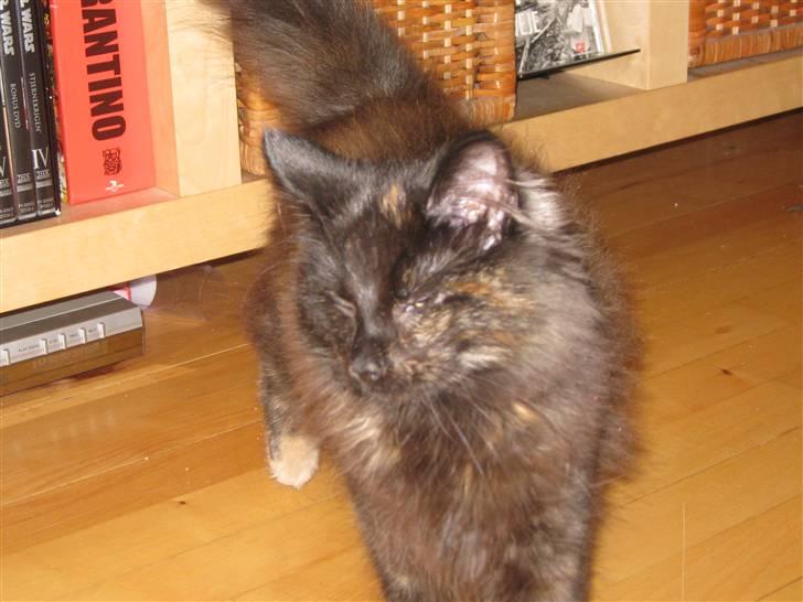 Norsk Skovkat Misser billede 5