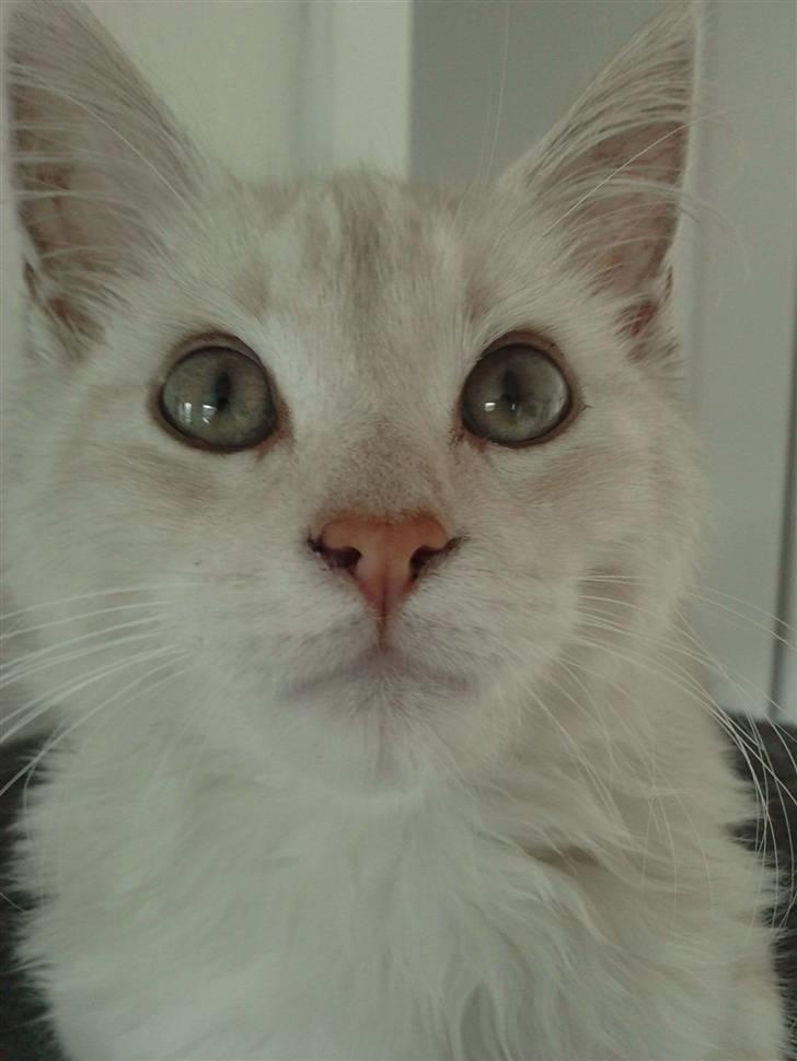 Blanding af racer marco billede 2