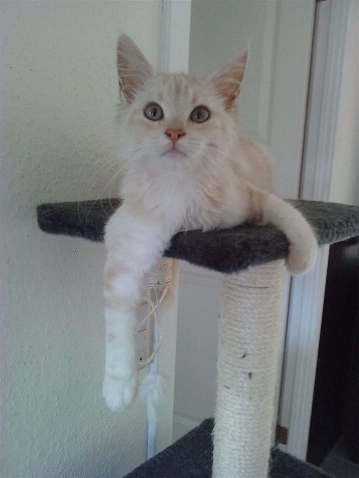 Blanding af racer marco billede 3