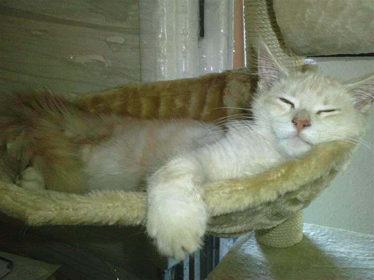 Blanding af racer marco billede 4