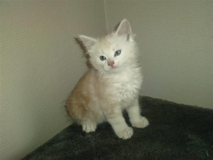 Blanding af racer marco billede 5