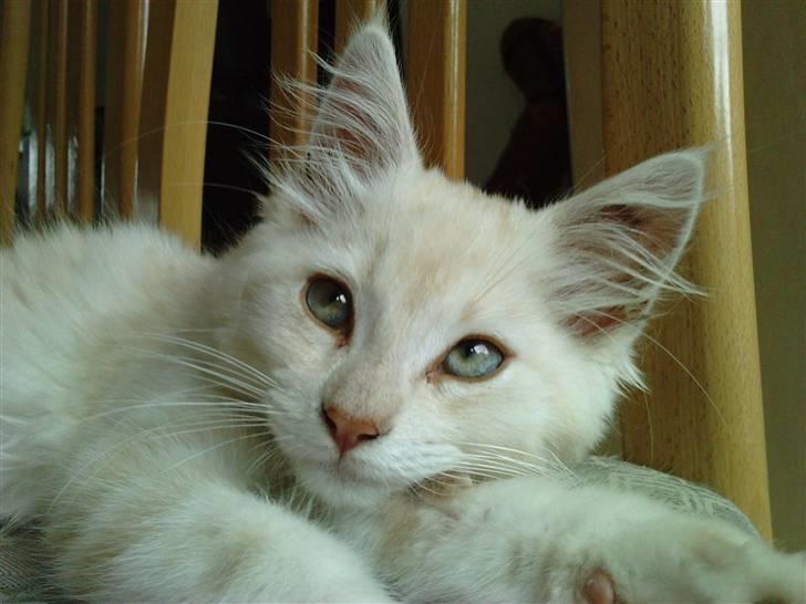 Blanding af racer marco billede 6