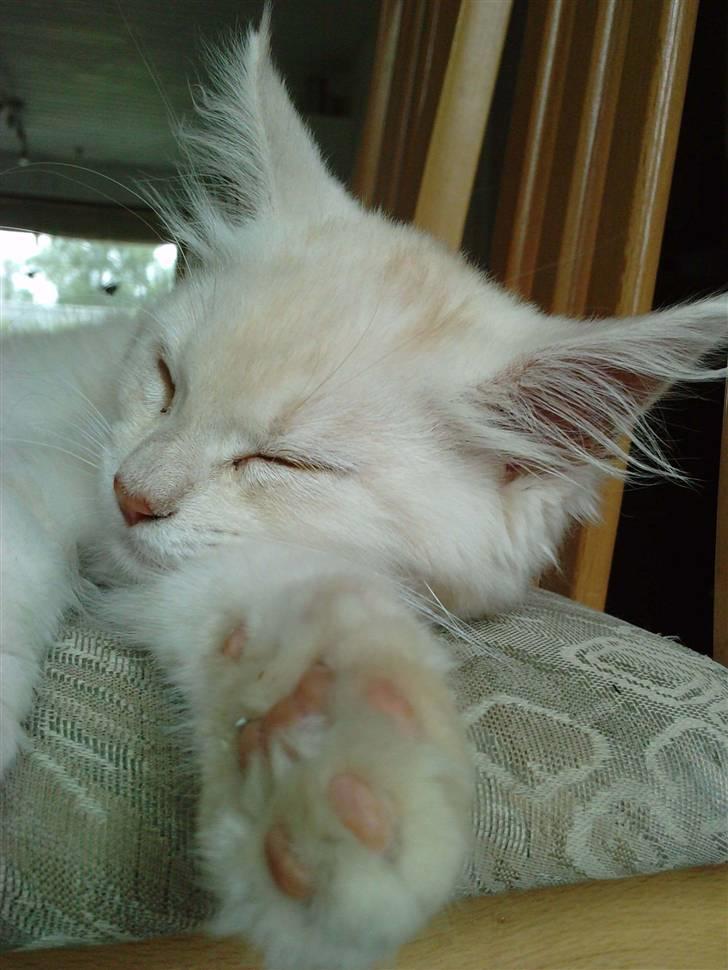 Blanding af racer marco billede 7