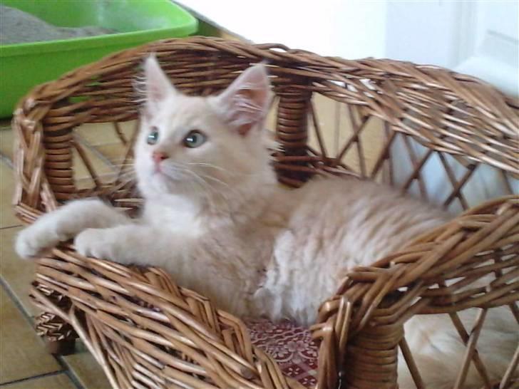 Blanding af racer marco billede 8