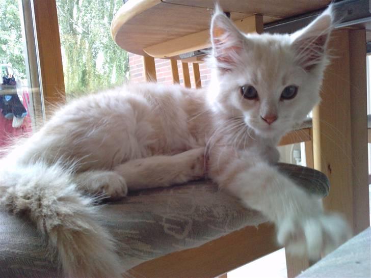 Blanding af racer marco billede 9