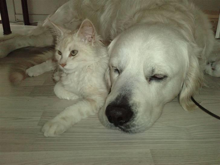 Blanding af racer marco billede 10