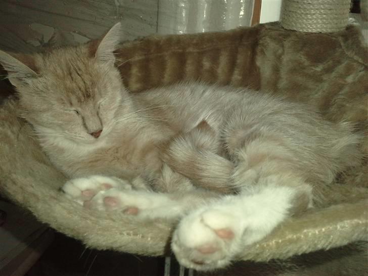 Blanding af racer Aurelia billede 19