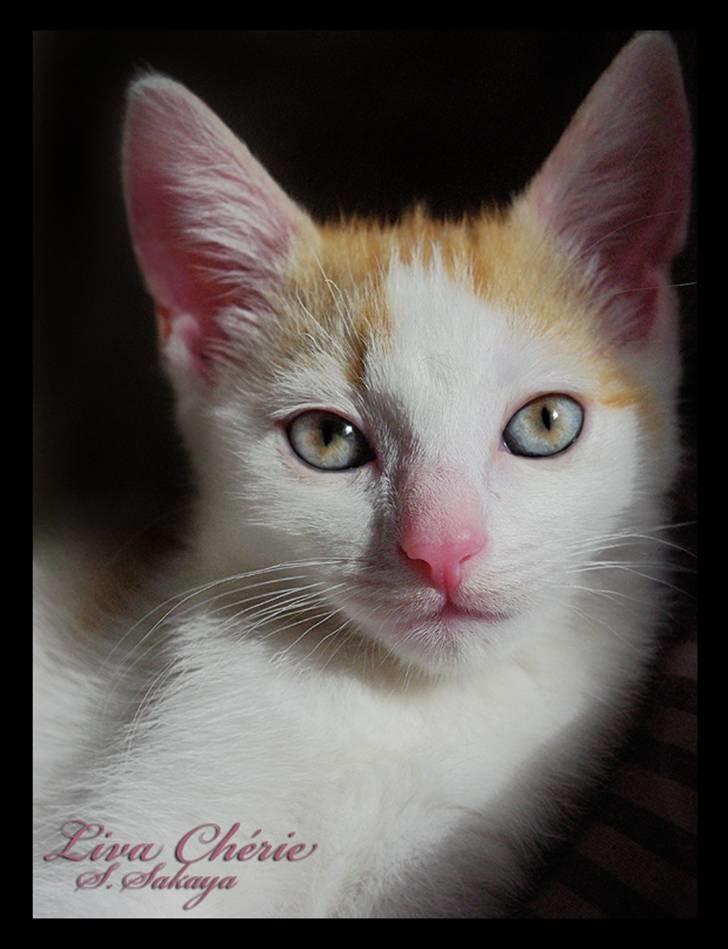 Huskat Liva Chérie billede 13