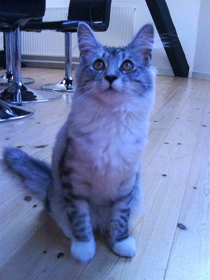 Maine Coon Nala billede 8