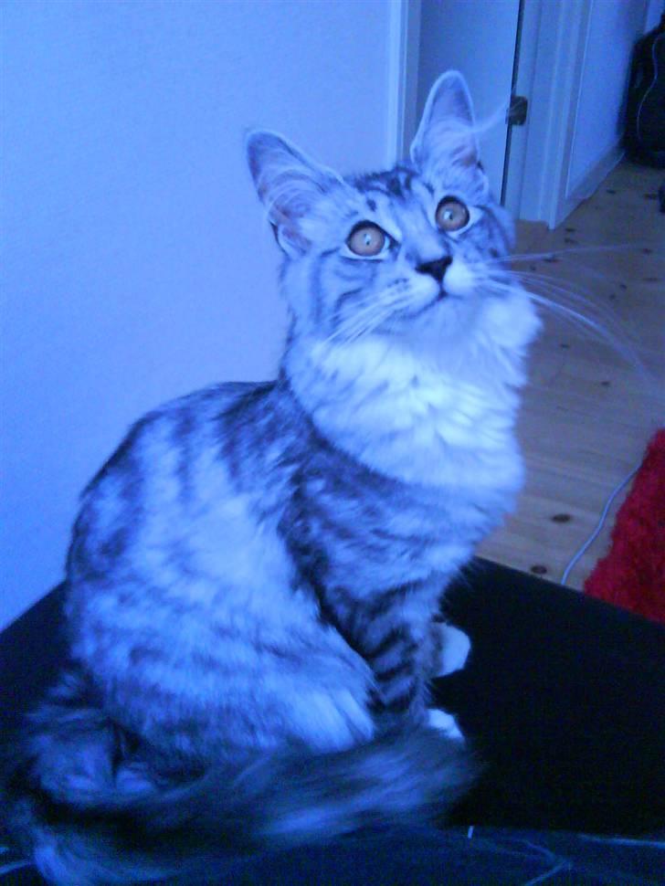 Maine Coon Nala billede 9