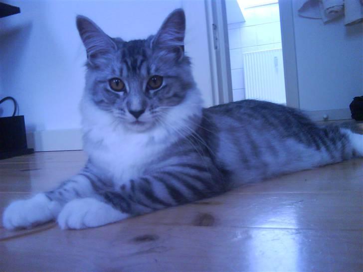 Maine Coon Nala billede 10