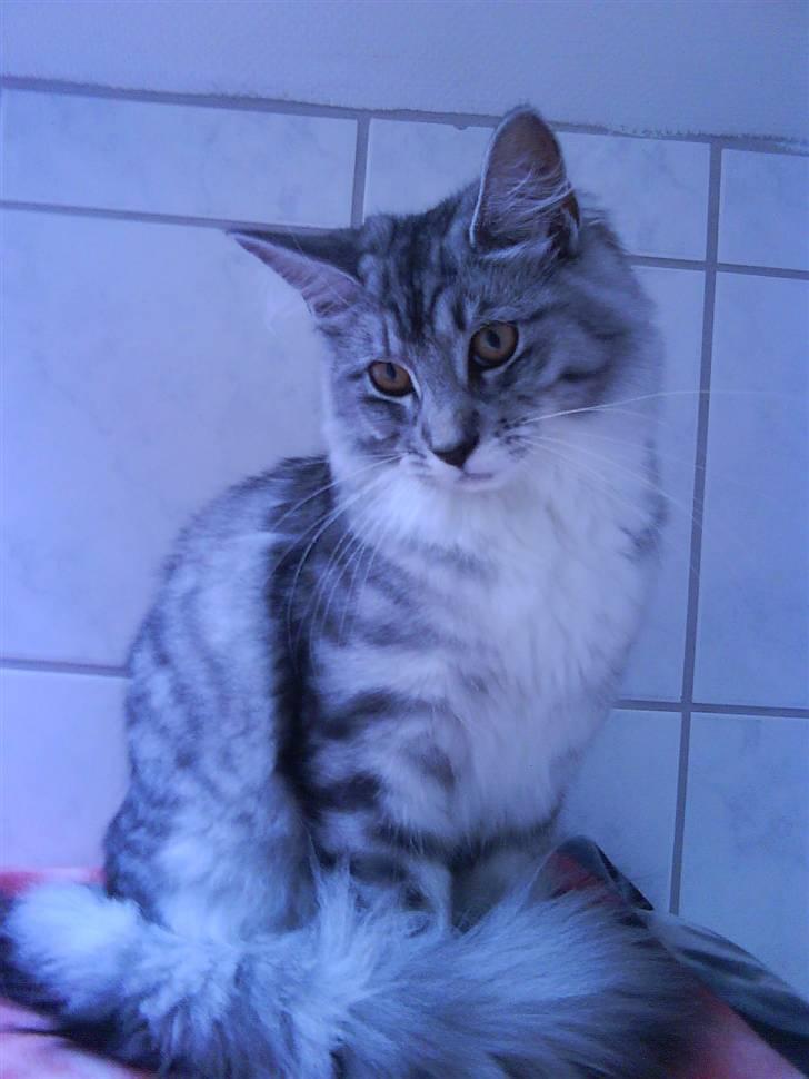 Maine Coon Nala billede 11