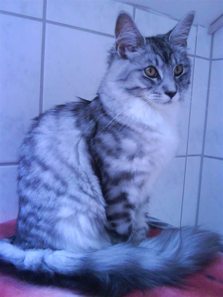 Maine Coon Nala billede 12