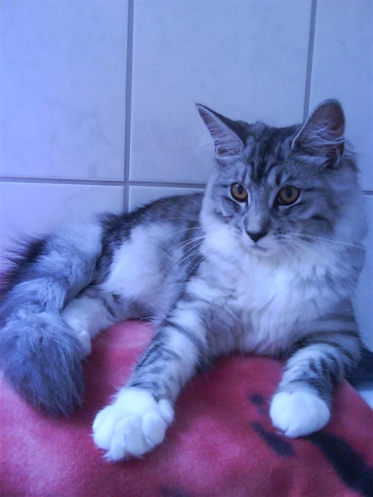 Maine Coon Nala billede 13