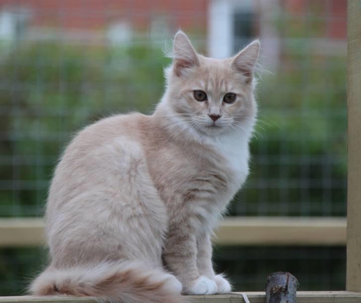 Maine Coon Caia *Flyttet* - Velkommen til min profil <3 Jeg hedder Caia <3 Her 18 uger gammel. billede 1