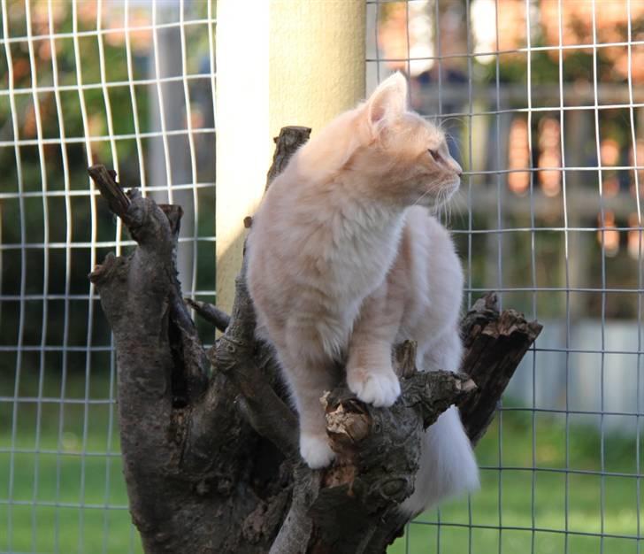 Maine Coon Caia *Flyttet* - Caia og Maia har været skilt i 2 uger og her på billeder er de lige blevet genforenet. 14 uger gamle.. billede 2