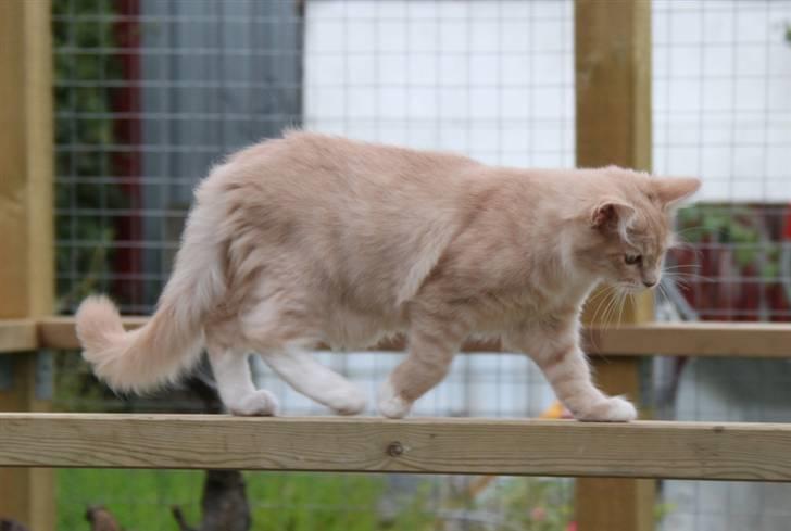 Maine Coon Caia *Flyttet* - 18 uger. billede 4