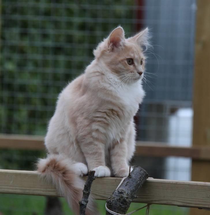 Maine Coon Caia *Flyttet* - 18 uger og 2370 g. billede 5