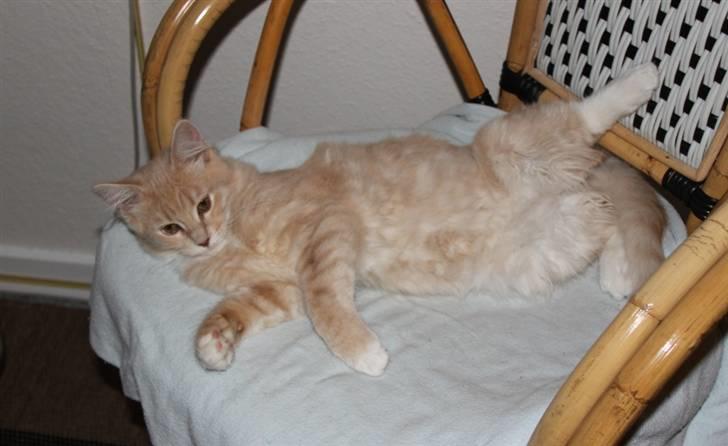 Maine Coon Caia *Flyttet* billede 6