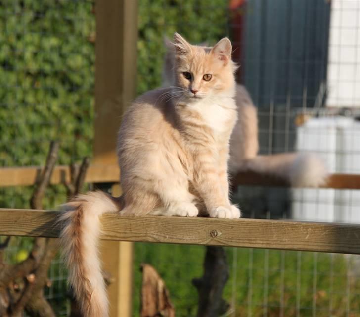 Maine Coon Caia *Flyttet* billede 7