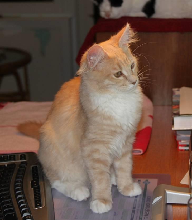 Maine Coon Caia *Flyttet* billede 8