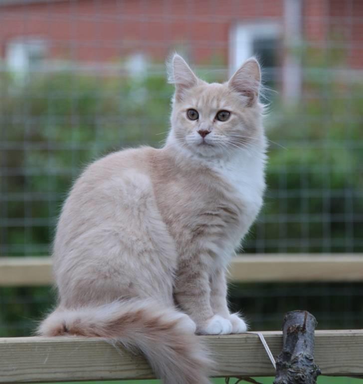 Maine Coon Caia *Flyttet* billede 9