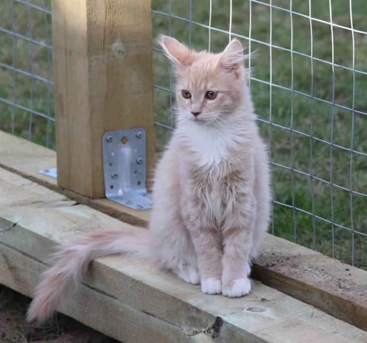 Maine Coon Caia *Flyttet* billede 10