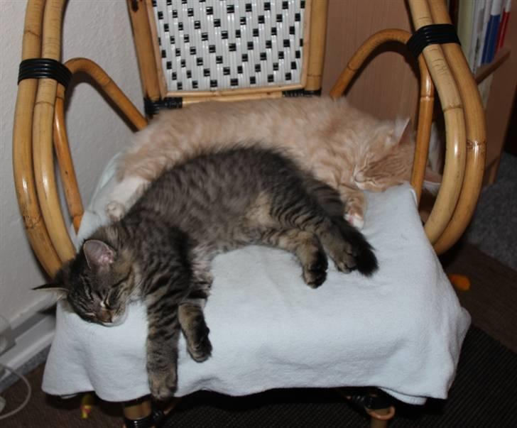 Maine Coon Caia *Flyttet* billede 12