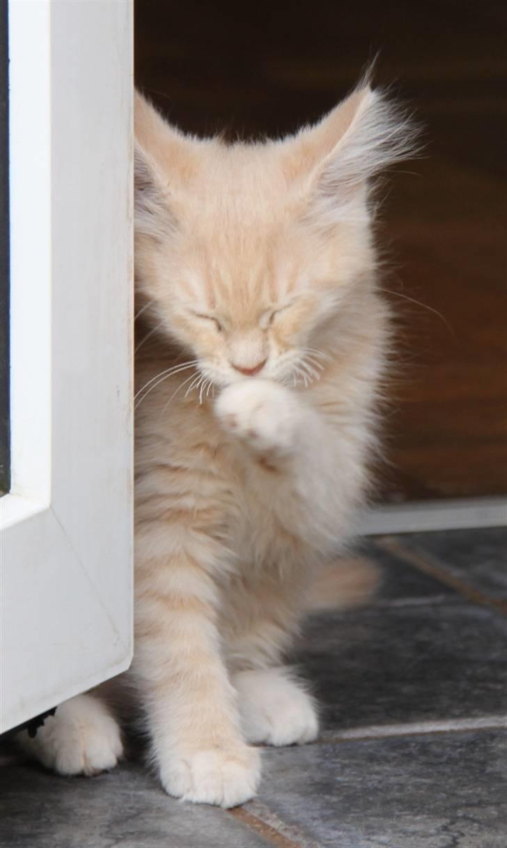 Maine Coon Caia *Flyttet* billede 13