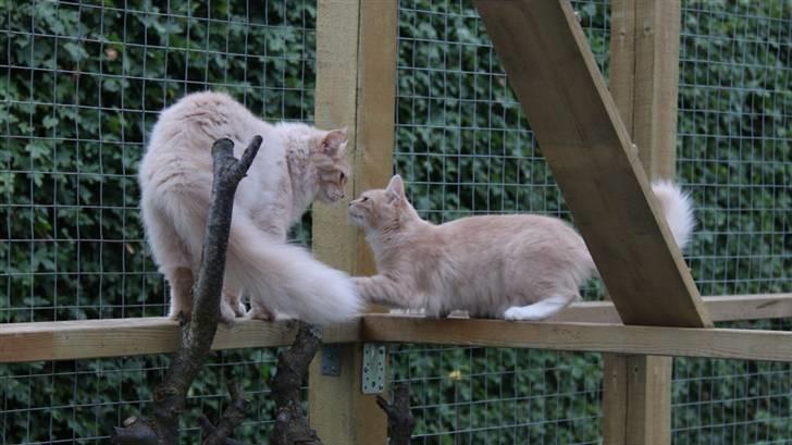 Maine Coon Caia *Flyttet* billede 14