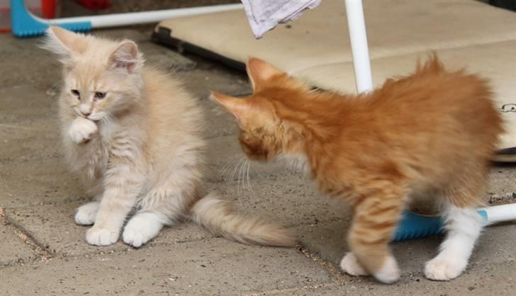 Maine Coon Caia *Flyttet* - Caia og Maia. Billedet er taget hos opdrætter da vi var på besøg. Ca. 10 uger gamle. billede 15