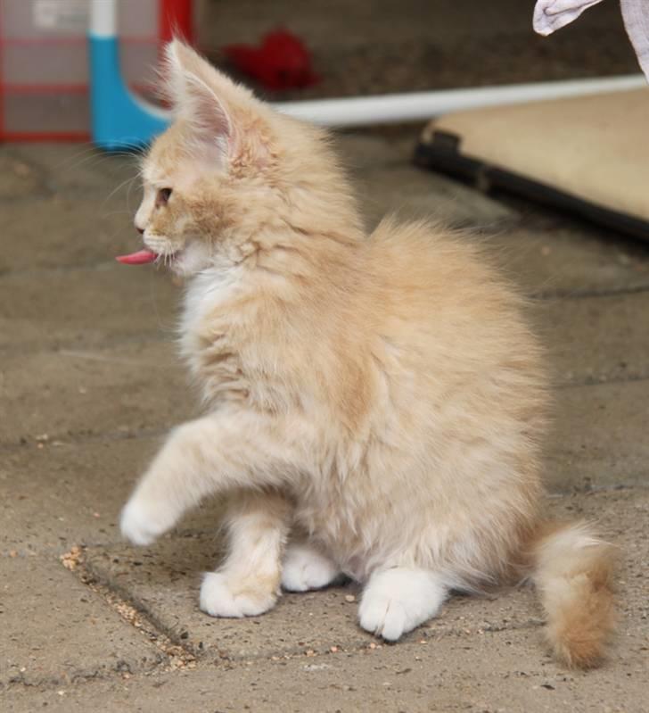 Maine Coon Caia *Flyttet* billede 16