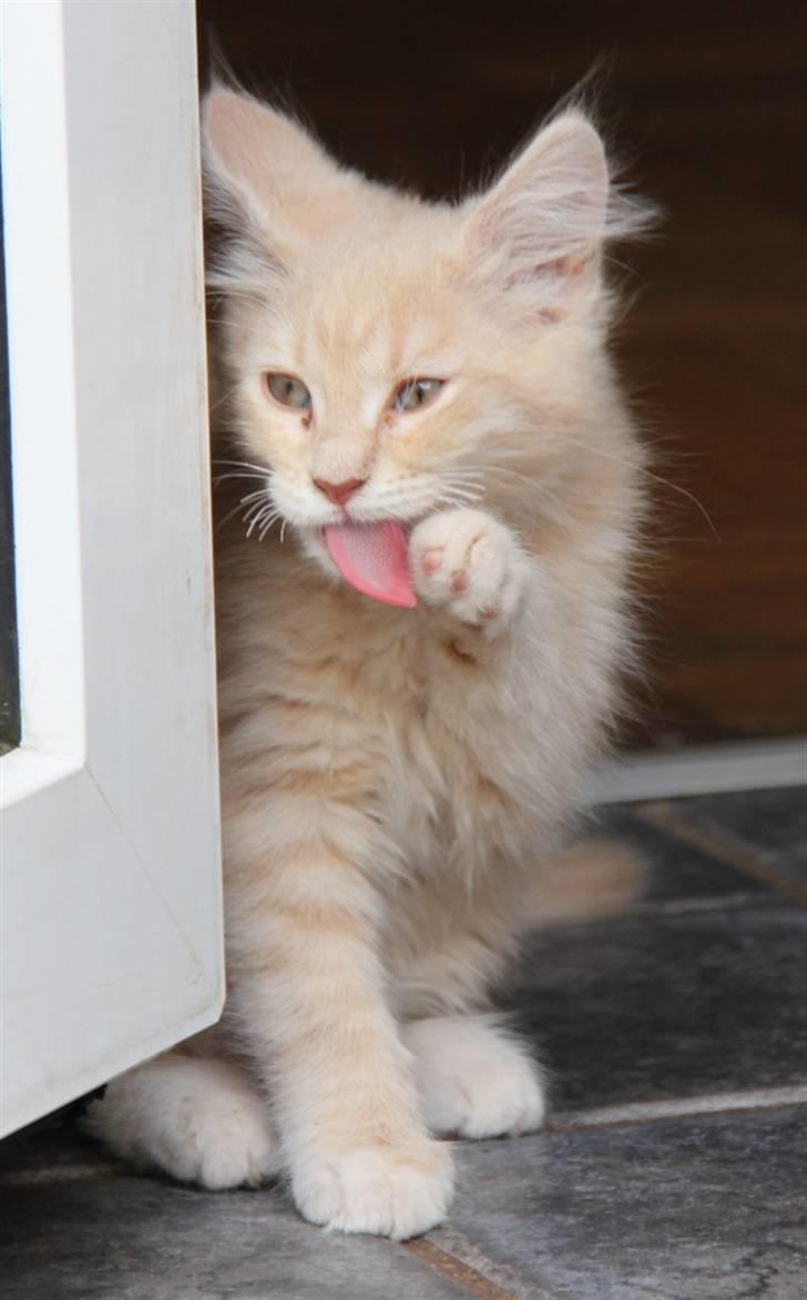 Maine Coon Caia *Flyttet* billede 17