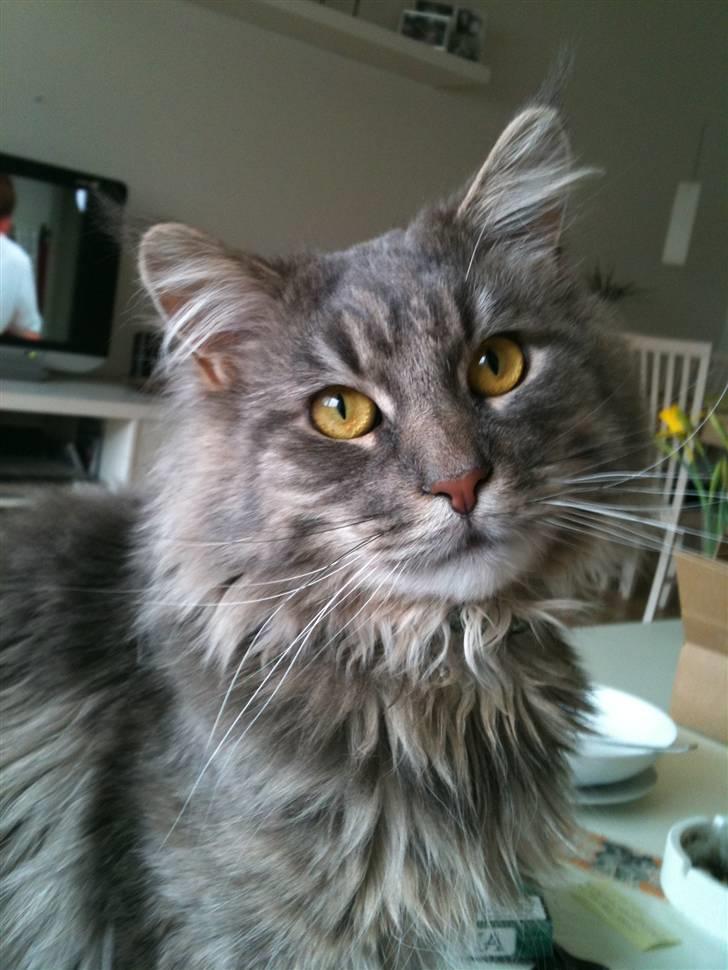 Maine Coon Sami billede 1