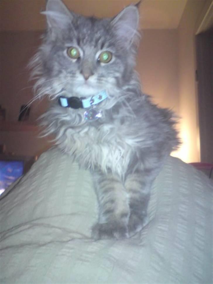 Maine Coon Sami billede 2