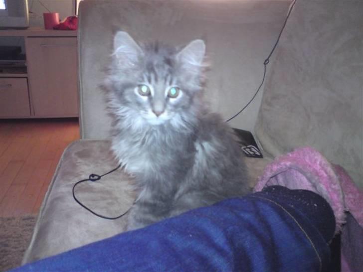 Maine Coon Sami billede 3
