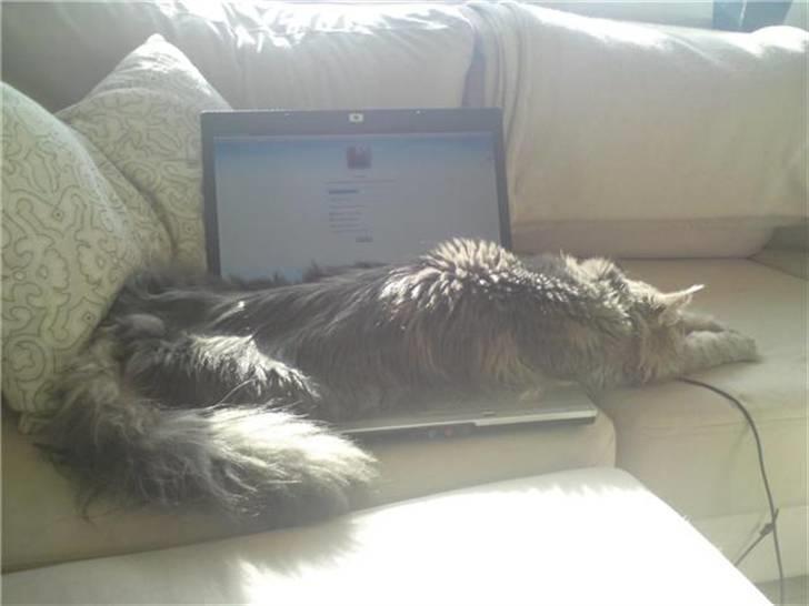 Maine Coon Sami billede 4