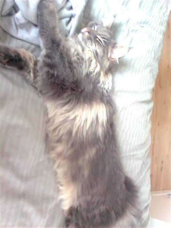 Maine Coon Sami billede 5