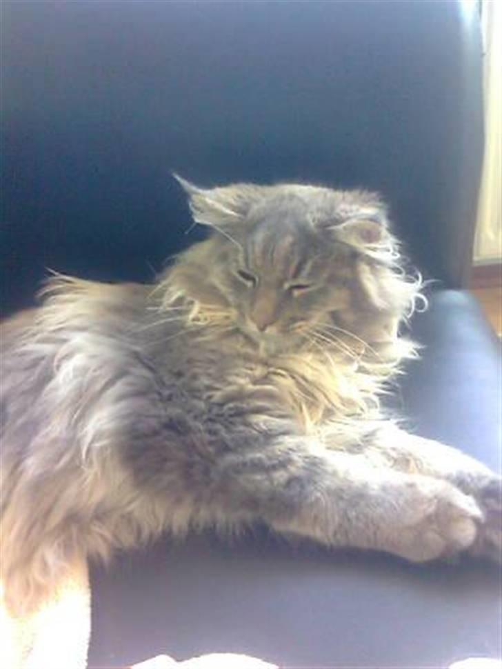 Maine Coon Sami billede 6