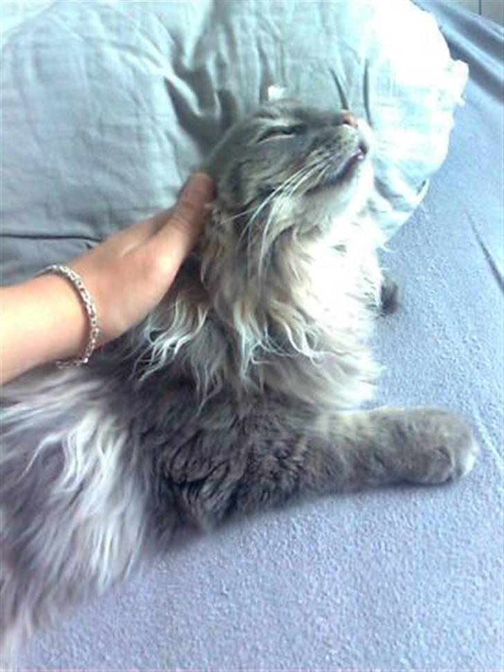Maine Coon Sami billede 8