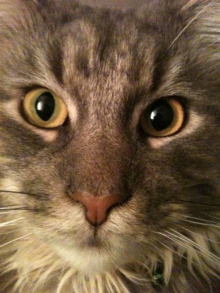 Maine Coon Sami billede 9