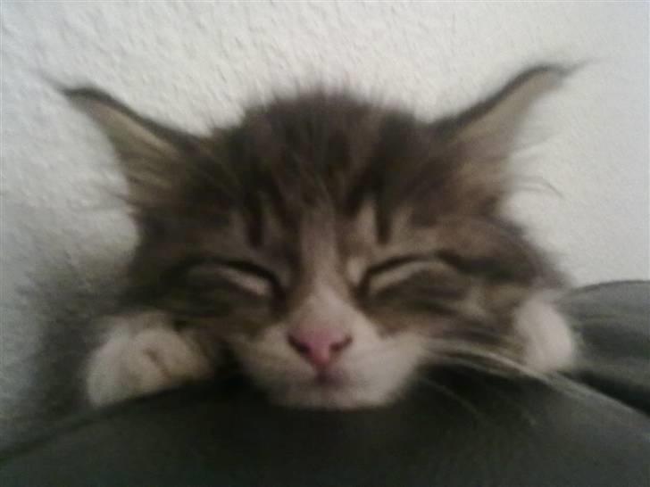 Maine Coon LizMis billede 1