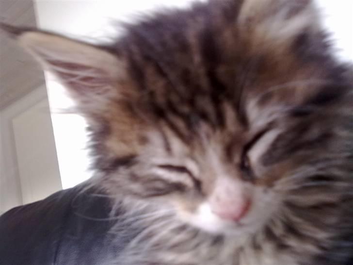 Maine Coon LizMis billede 2