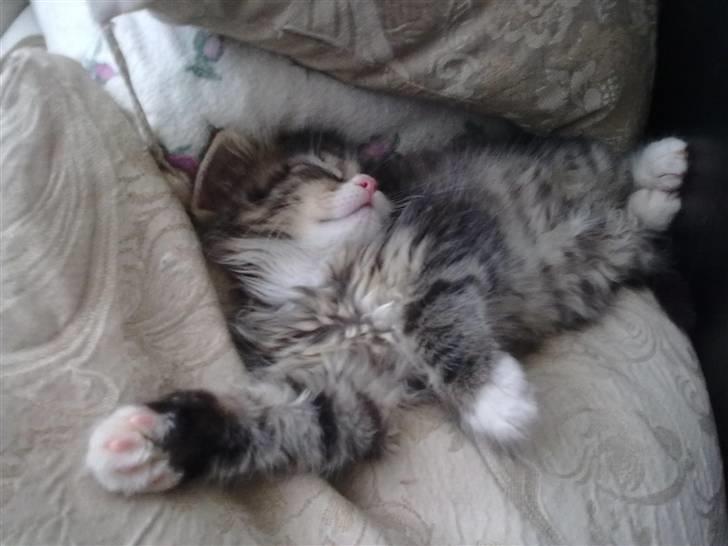 Maine Coon LizMis billede 4