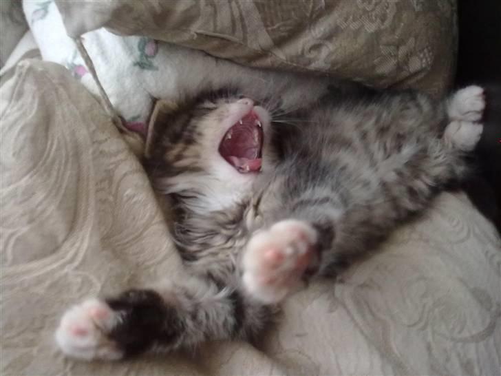 Maine Coon LizMis billede 5