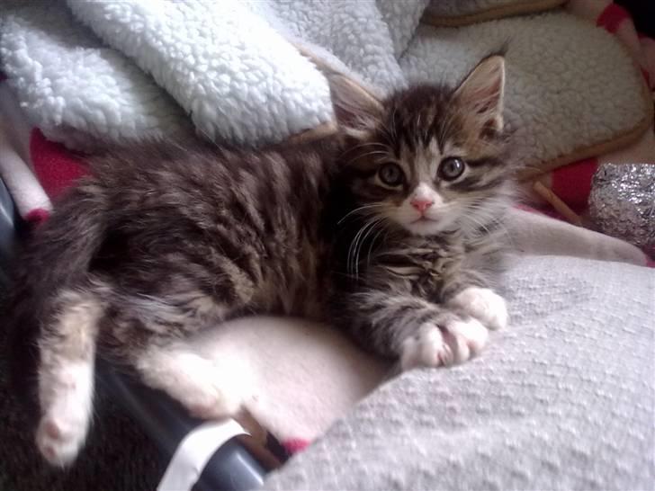 Maine Coon LizMis billede 8